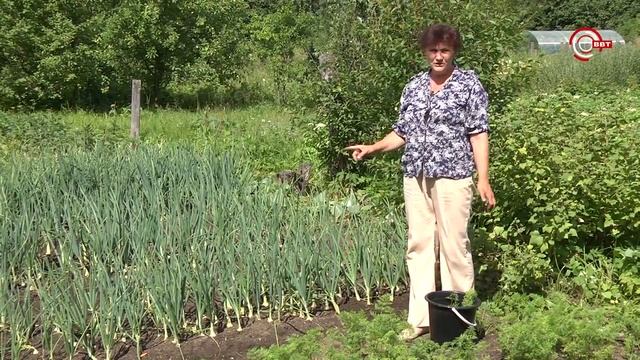 морковь, лук капуста смотреть онлайн