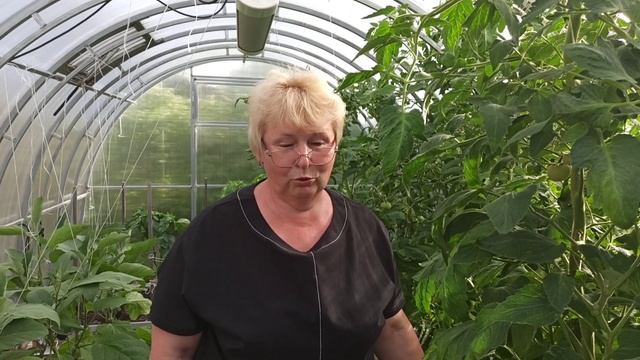 Первый урожай томатов сезона 2021 г. Итоги по выращиванию томатов в вёдрах. Обзор теплицы на 14 июн смотреть онлайн