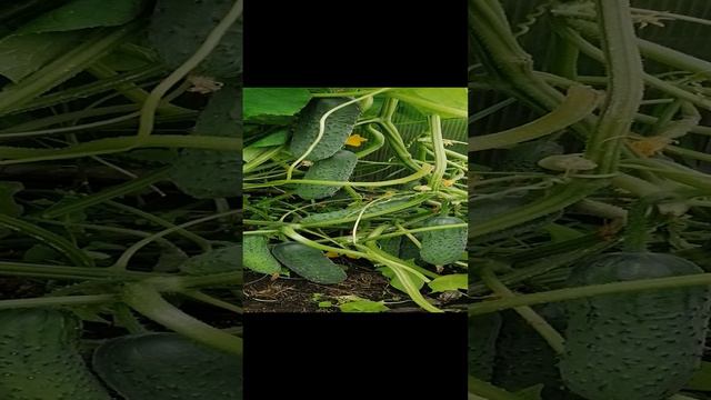 Очень урожайный огурец. смотреть онлайн