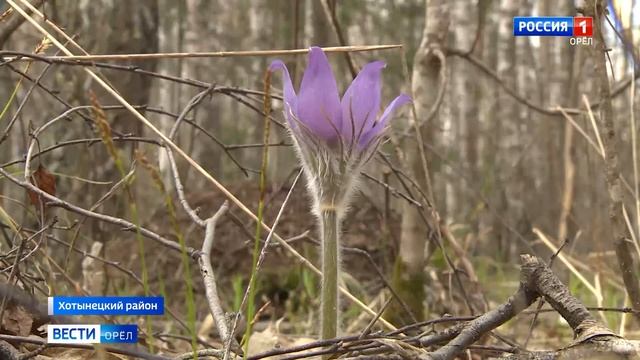 «Орловское полесье». Мир редких растений смотреть онлайн