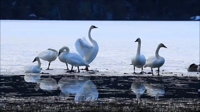 March 25, 2013 Trumpeter Swans at Alta Lake смотреть онлайн