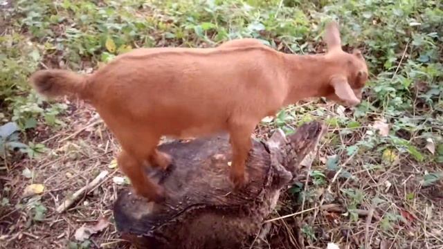 Камерунские карликовые козы. Шелковый Козлёнок №2 смотреть онлайн