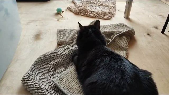 Блинчики с ножом и вилкой/Осень в огороде/Нормуль с учёбой/Марк моет машину/Котики