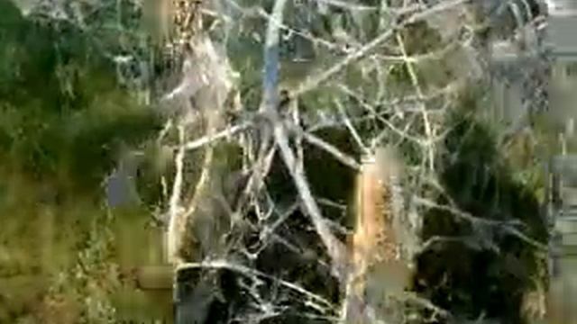 белое дерево смотреть онлайн