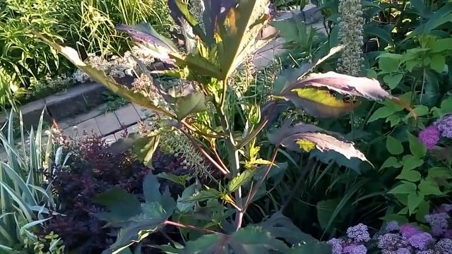 Гибискус травянистый до цветения, особенности выращивания. смотреть онлайн