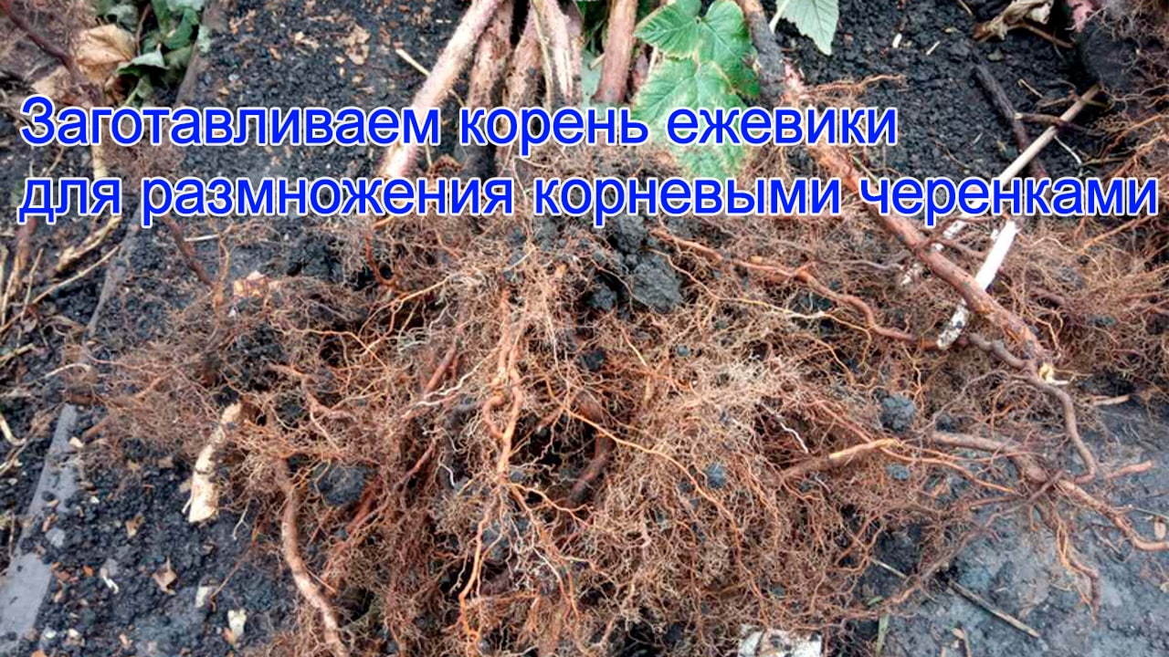 Заготавливаем корень ежевики для размножения корневыми черенками.mp4 смотреть онлайн