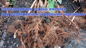 Заготавливаем корень ежевики для размножения корневыми черенками.mp4