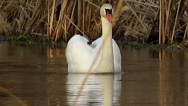 ДРУЗЬЯМ - СТИХ... И НЕЖНОСТЬ ! смотреть онлайн