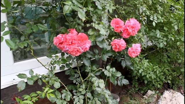 Розы в моём саду 2020. Розариум Ютерсен от Кордеса (Rosarium Uetersen, 1977) смотреть онлайн