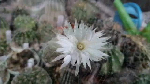 Echinopsis mirabilis #cactus #цветение #кактусы #echinopsis смотреть онлайн