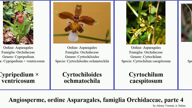 Angiosperme, Ordine Asparagales, Famiglia Orchidaceae, Parte 4 Dendrobium Dactylorhiza Cyrtochilum