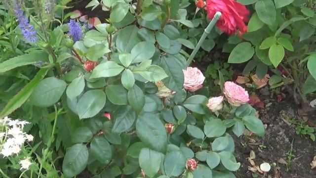 РОЗА В ВИНТАЖНОМ СТИЛЕ--ЛАТИН ПОМПОН смотреть онлайн