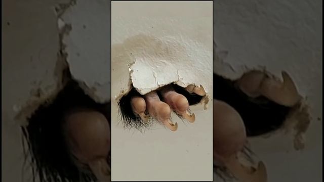 Неожиданные Вещи, Которые Случайно Попали на Камеру!? #shorts #камера #животное #опоссум смотреть онлайн