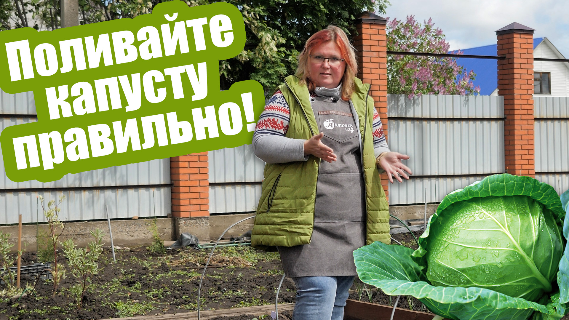 Как поливать капусту, чтобы она не трескалась Кочаны вырастут большими и сочными! смотреть онлайн