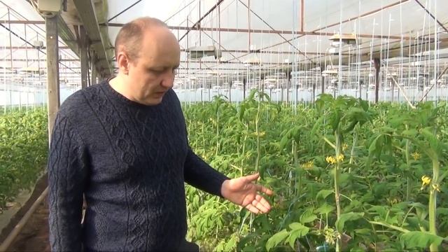 Томат ФЕНДА 07-02-2018 смотреть онлайн