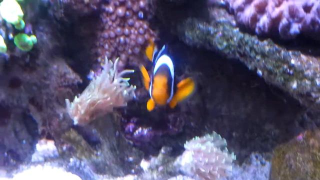 Euphyllia retracted смотреть онлайн