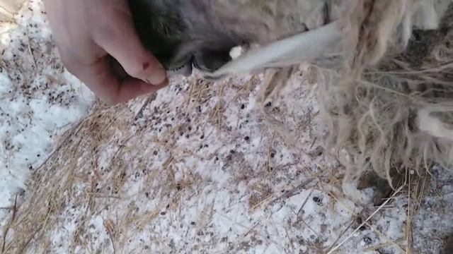 Овца и есть овца, беда, Приключения животного. шерсть гладкая #приколы#подпишись смотреть онлайн