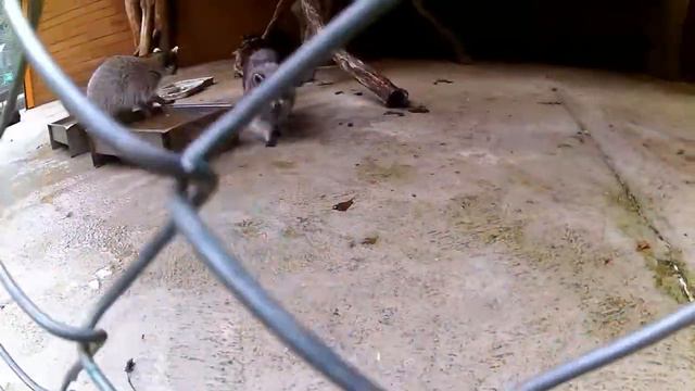 Енот жрёт камеру! смотреть онлайн