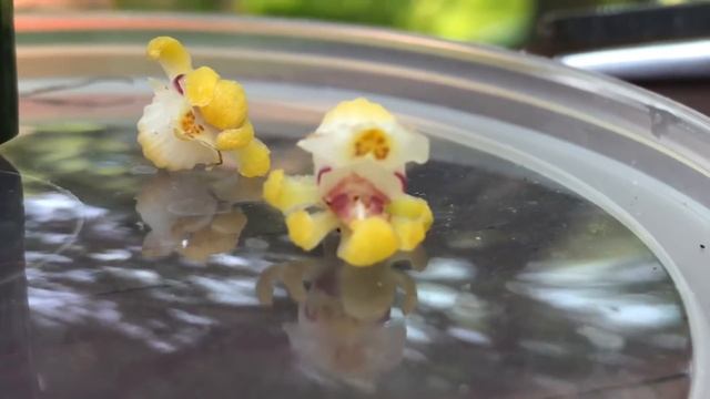 Японские миниатюрные орхидеи. Gastrochilus japonicus . Ошибки в уходе за орхидеей. Невезуха... -( смотреть онлайн