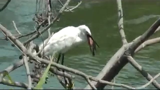 Завтрак цапли. Эти забавные животные. смотреть онлайн