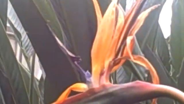 Bird of Paradise flower at the New York Botanical Gardens! смотреть онлайн