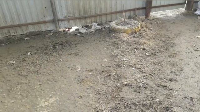 Наши маленькие телята. Выпаиваем телят! Пора делать субботник в ограде и огороде. смотреть онлайн