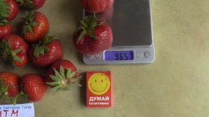 РИТМ -  транспортабельный сорт средне-позднего сорока созревания. / мини-питомник КЛУБНИКА-МАЛИНА.