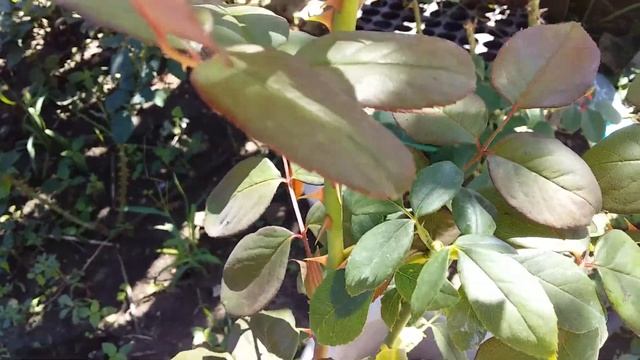 Роза Артур Белл - флорибунда (Аrthur Bell) смотреть онлайн