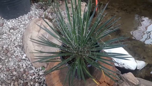 Agave palito ( agave geminiflora) ,ótima opção para seu jardim. смотреть онлайн
