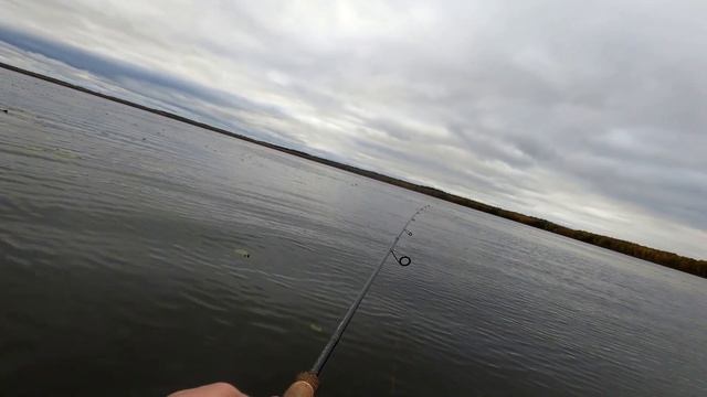 Хищник сидит в траве. Озеро Тростенское смотреть онлайн