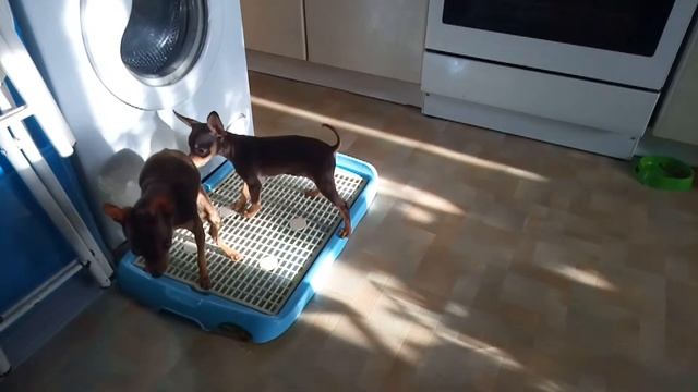 Купить щенка той-терьер в Москве.Русский той, мини, РКФ.89055466692 смотреть онлайн