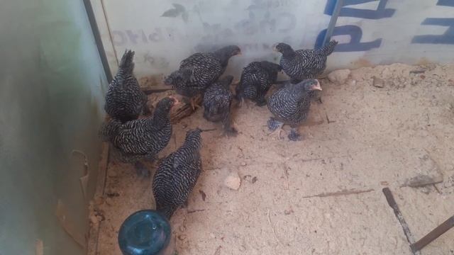 Цыплята мехеленская кукушка ( малин ) смотреть онлайн