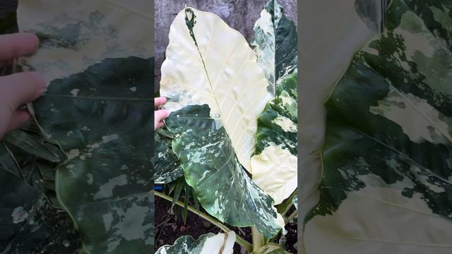 Alocasia Macrorrhiza Variegata Albo (Alocasia Albo Philippines)
