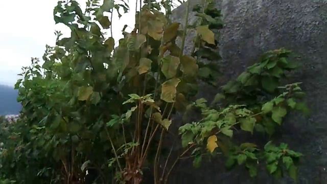 Просто растения вдоль забора смотреть онлайн