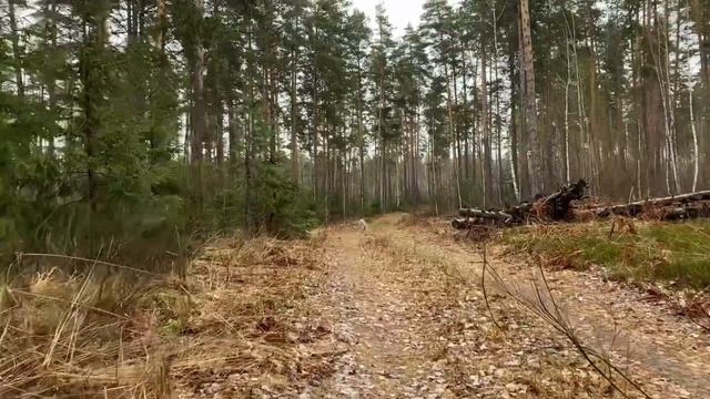 Вакай резвится под дождем смотреть онлайн