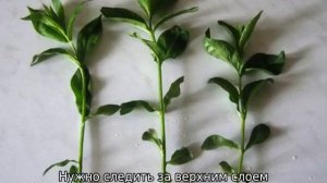 Домашний жасмин: уход и выращивание из семян