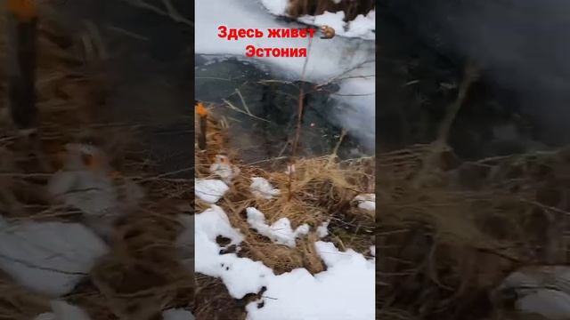 #shorts #бобры #природа #здесьисейчас #животные #жизнь #эстония #зимняяловлярыбы смотреть онлайн