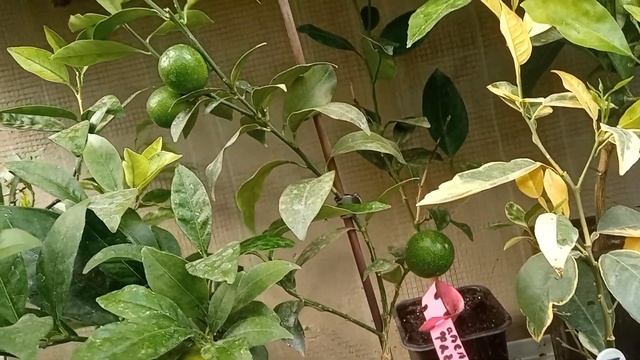 Маленький лимон плодоносит, что делать смотреть онлайн