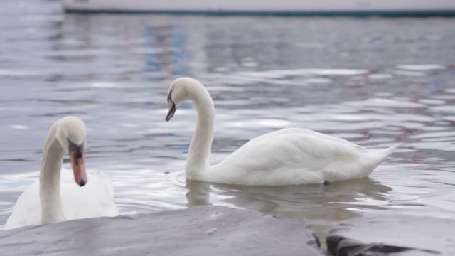Живой звук лебедей. Как говорят лебеди. смотреть онлайн