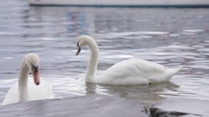 Живой звук лебедей. Как говорят лебеди.