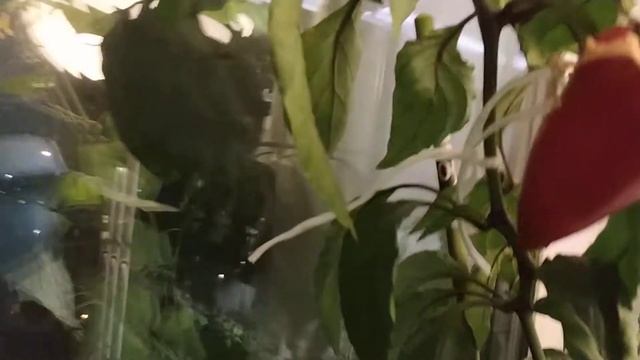 Перец ? на подоконнике созрел. Пора собирать урожай. смотреть онлайн