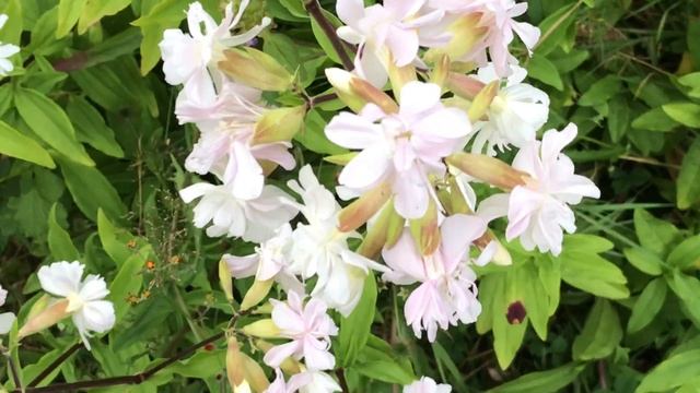 Saponaire officinale double Saponaria officinalis 'Rosea Plena' La nature fabrique son savon. смотреть онлайн