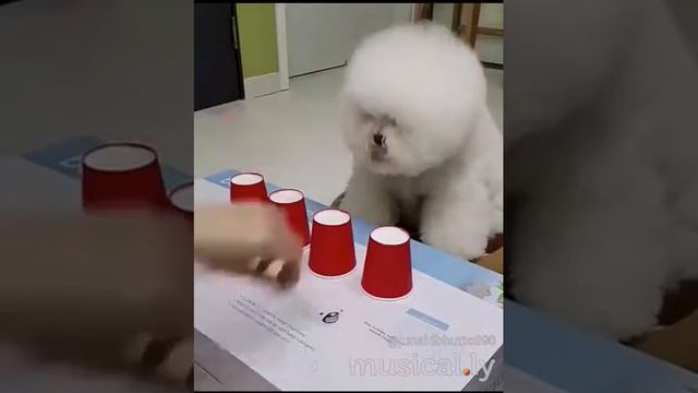 Прикол про собаку)и ее хитрость