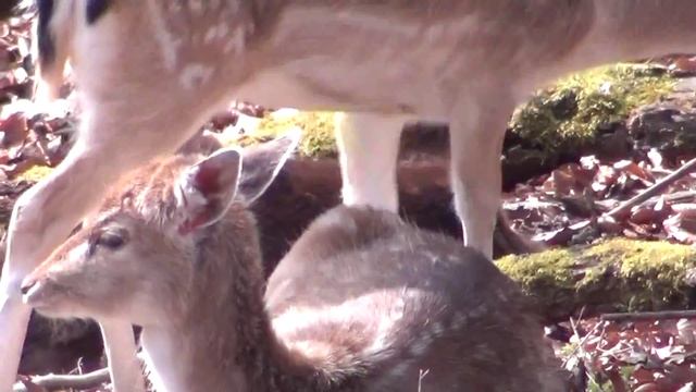 Sony HDR-PJ10E Testvideo смотреть онлайн