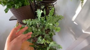 Мои Папоротники ( часть 1 )