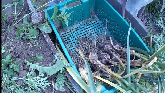 Когда убирать чеснок? Супер чеснок. Собрали урожай чеснока. смотреть онлайн