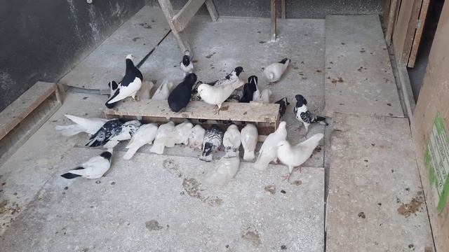 Мои широкохвостые проверенные голуби, их мало - 3 пары, но будем работать над увалечением кол.ва! смотреть онлайн