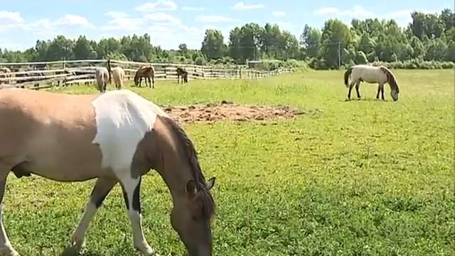 Мышкинская ферма может стать центром агротуризма в регионе смотреть онлайн