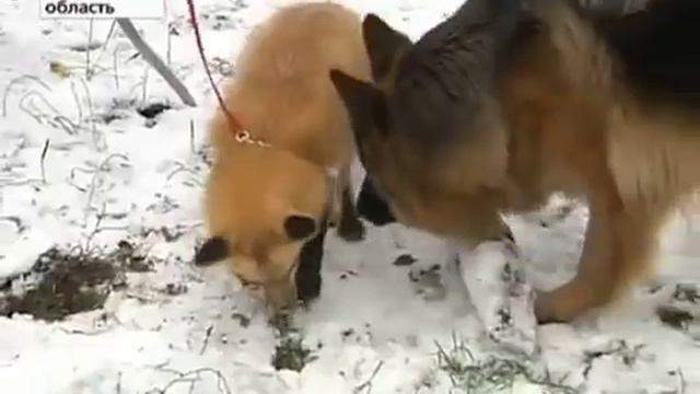 Домашняя лиса смотреть онлайн