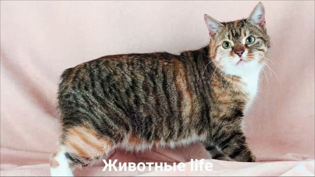 МЭНКС?/Животные life/Кошки/Животные/Интересные факты смотреть онлайн